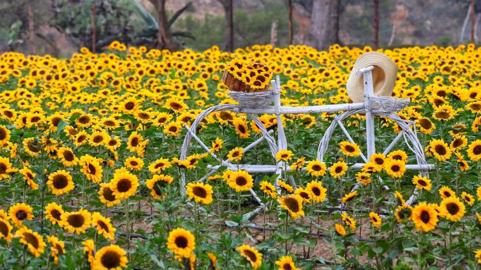 girasoles 1